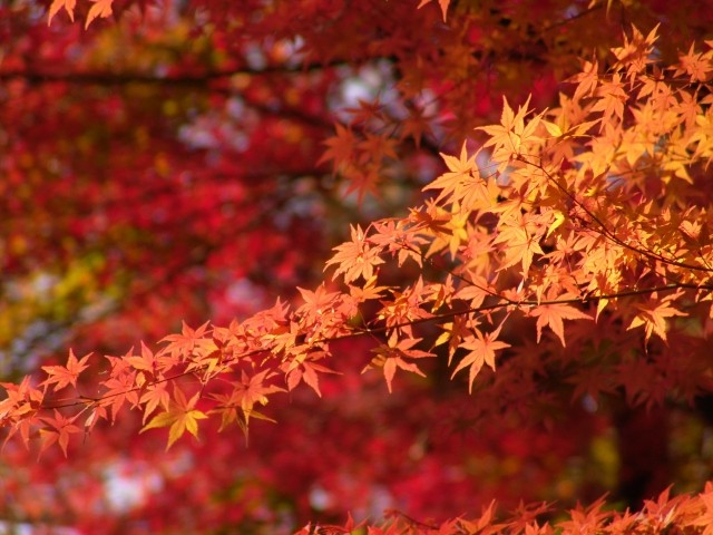 TOUR JAPON 10DIAS